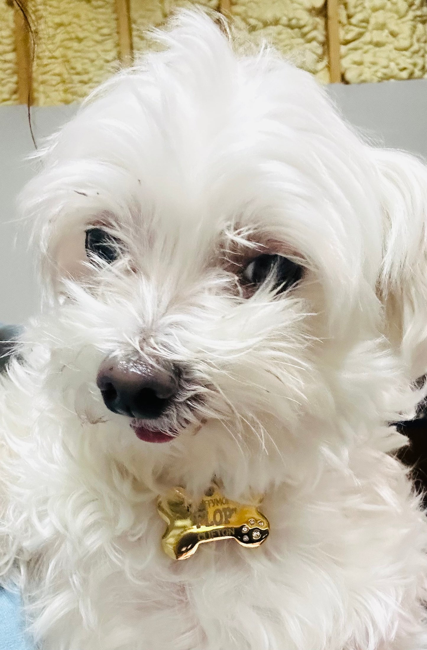 Dog Bone Pet Tag CZ Stone Paw - Dog Collar Charm