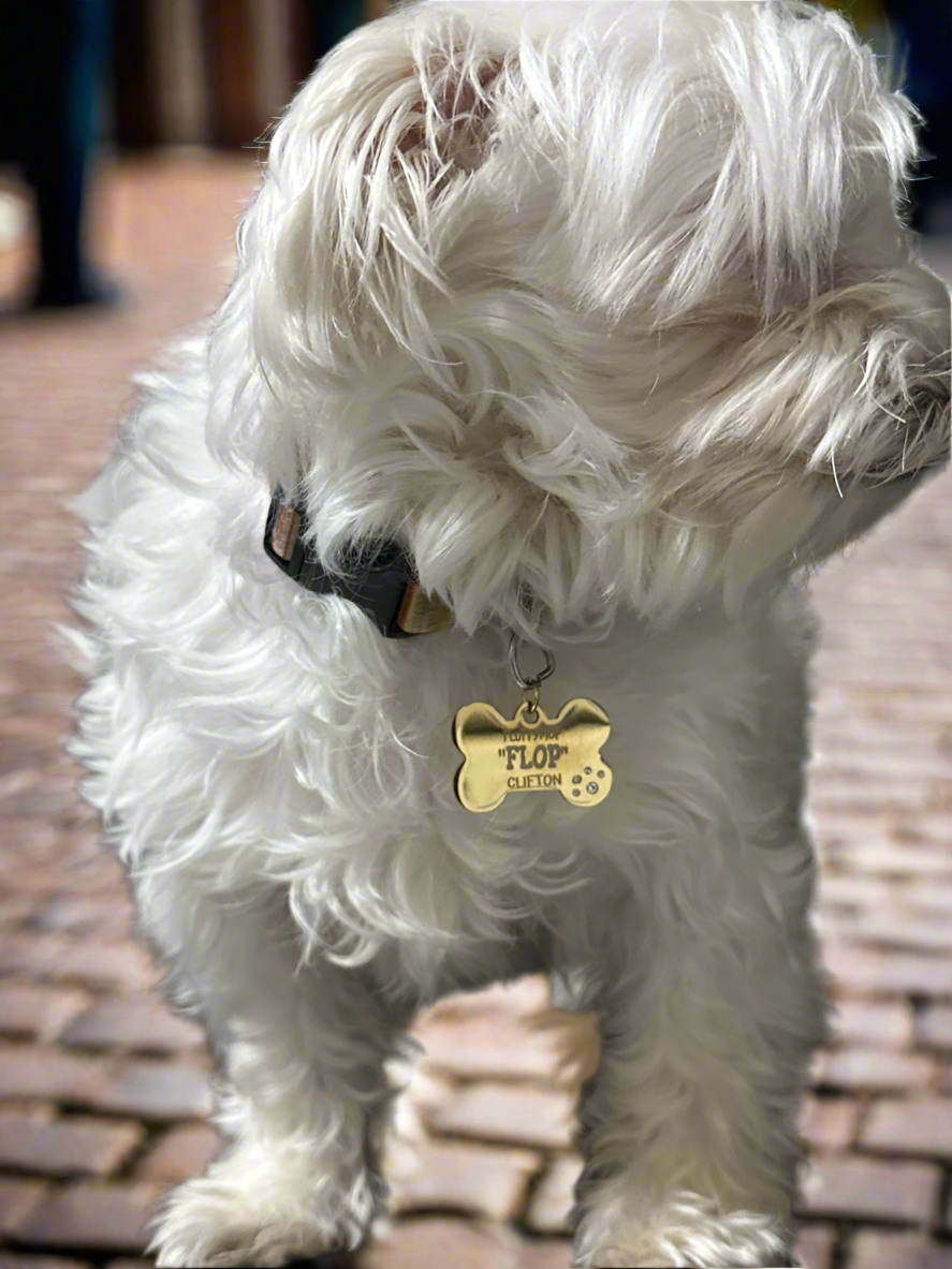 Dog Bone Pet Tag CZ Stone Paw - Dog Collar Charm